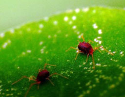 Two spotted spider mite