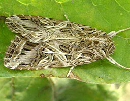 Beet armyworm