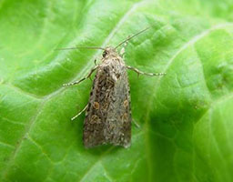 Diamondback moth