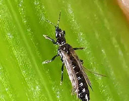 Leafminer