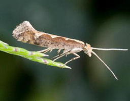 Mustard aphid