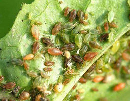 Tropical armyworm