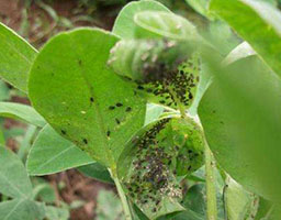 Aphids at seedling stage