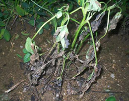 Cotton leaf blight at seedling stage