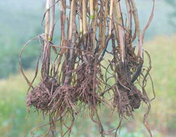 Wheat take all root rot