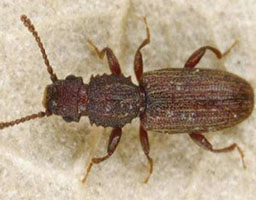 American wheat weevil