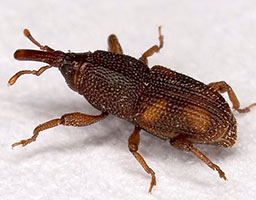 Saw toothed grain beetle