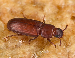 Red flour beetle