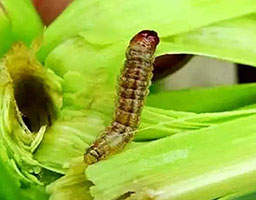 Armyworm