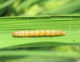 Rice yellow stem borer