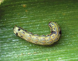 Striped rice stemborer