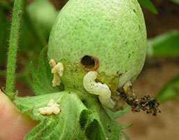 Tropical armyworm