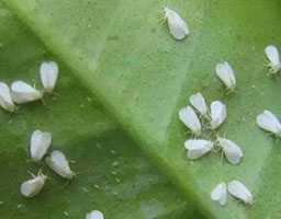 fabia flonicamid 20 wdg insecticide for tea green leafhopper