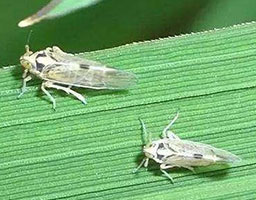 padan dinotefuran 10 pymetrozine 40 50 wdg insecticide for leafhopper