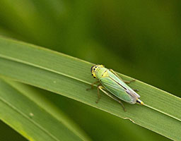 padan dinotefuran 10 pymetrozine 40 50 wdg insecticide for whiteflies