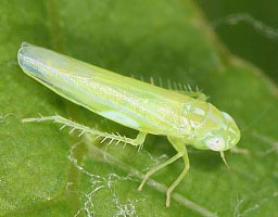 smash emamectin benzoate 1 8 tolfenpyrad 10 11 8 sc insecticide for green leafhopper