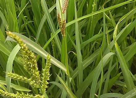 post emergence herbicide for wheat