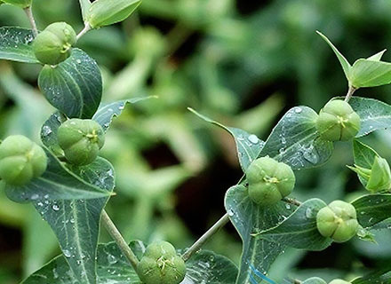 citrus and avocado fertilizer