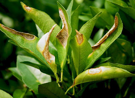 best citrus fertilizer