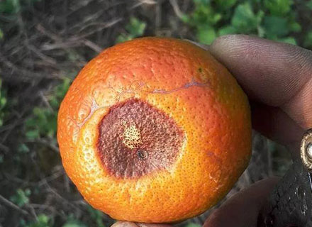 best citrus fertilizer