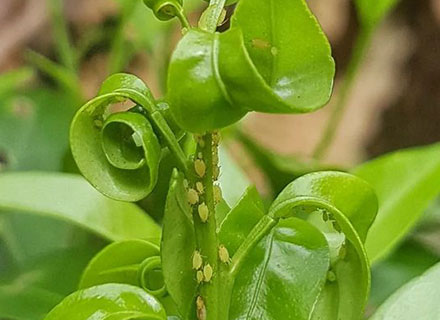 best fertilizer for lemon tree