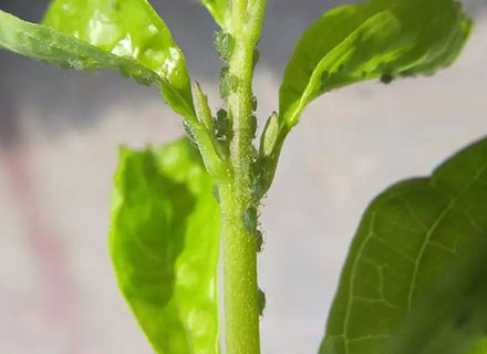 best fertilizer for lemon plant