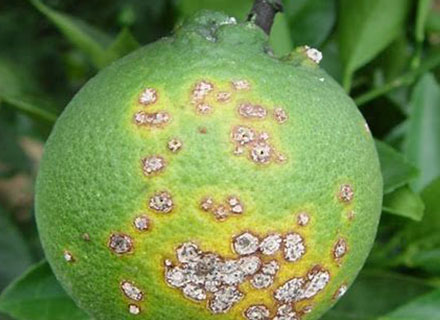 insecticide for citrus