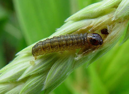 best fertilizer for maize farming