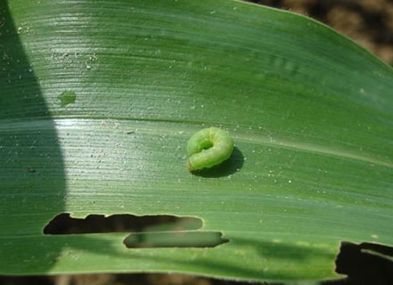 best fertilizer for sweet corn