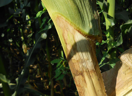 herbicide for corn