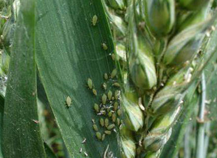 wheat aphid