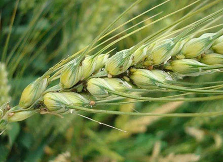 wheat aphid