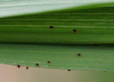 fertilizer for wheat crop