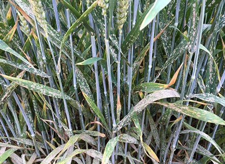 Wheat Powdery Mildew