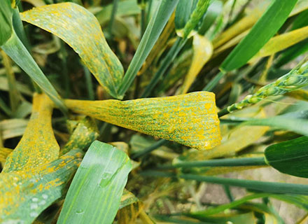 wheat rust