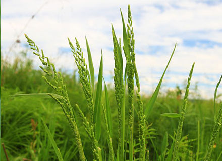 cotton herbicide list