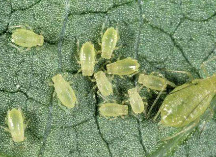 best insecticide for cotton crop