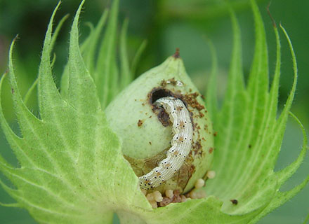 best fungicide for cotton crop