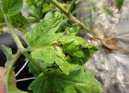 fungicide for tomato