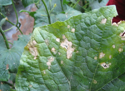 insecticide for tomato