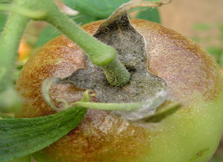 best fertilizer for cucumbers and tomatoes