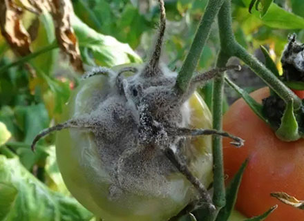 herbicide for tomato