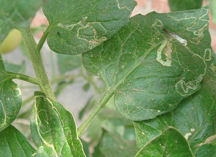 best fertilizer for tomato seedlings