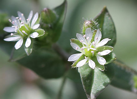 annual weeds