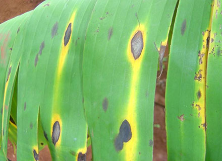 banana freckle disease