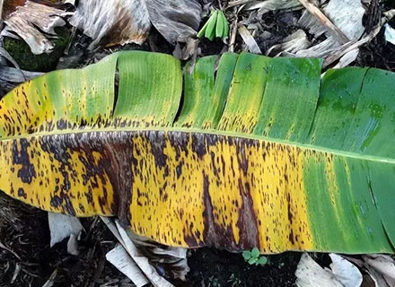 banana leaf spot