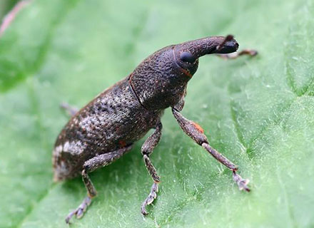 banana weevil