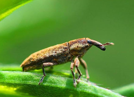 banana weevil