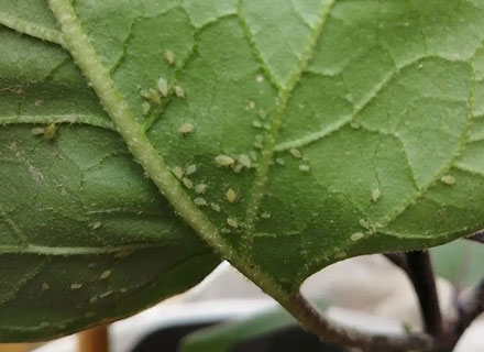 eggplant aphid