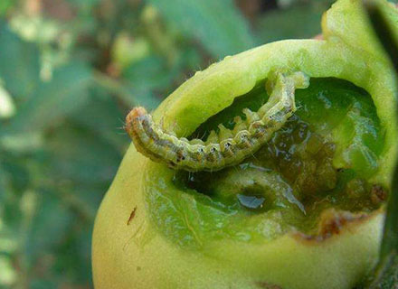 eggplant bollworm